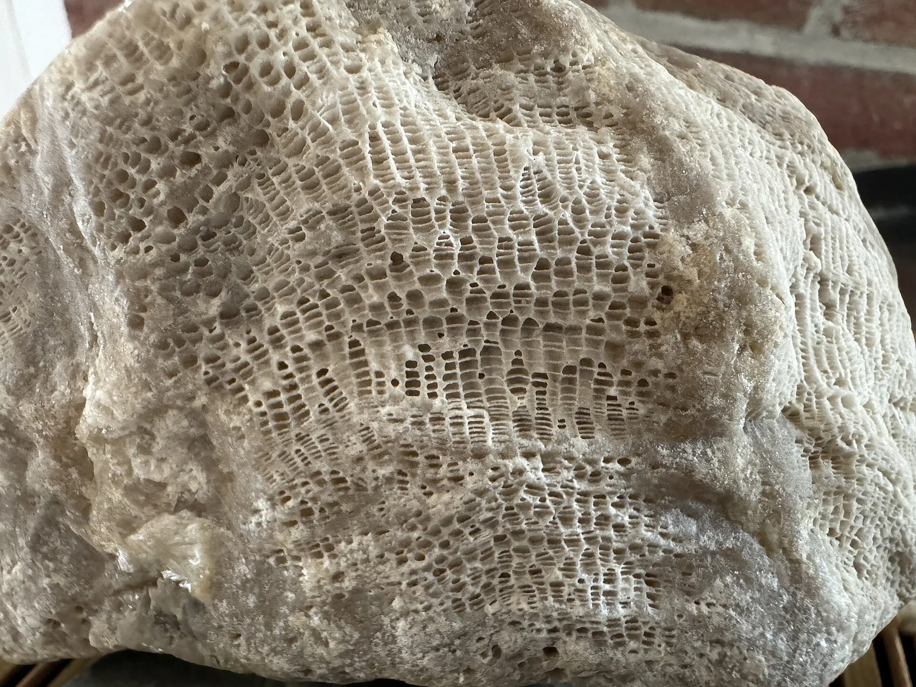 Anticosti fossiles 001