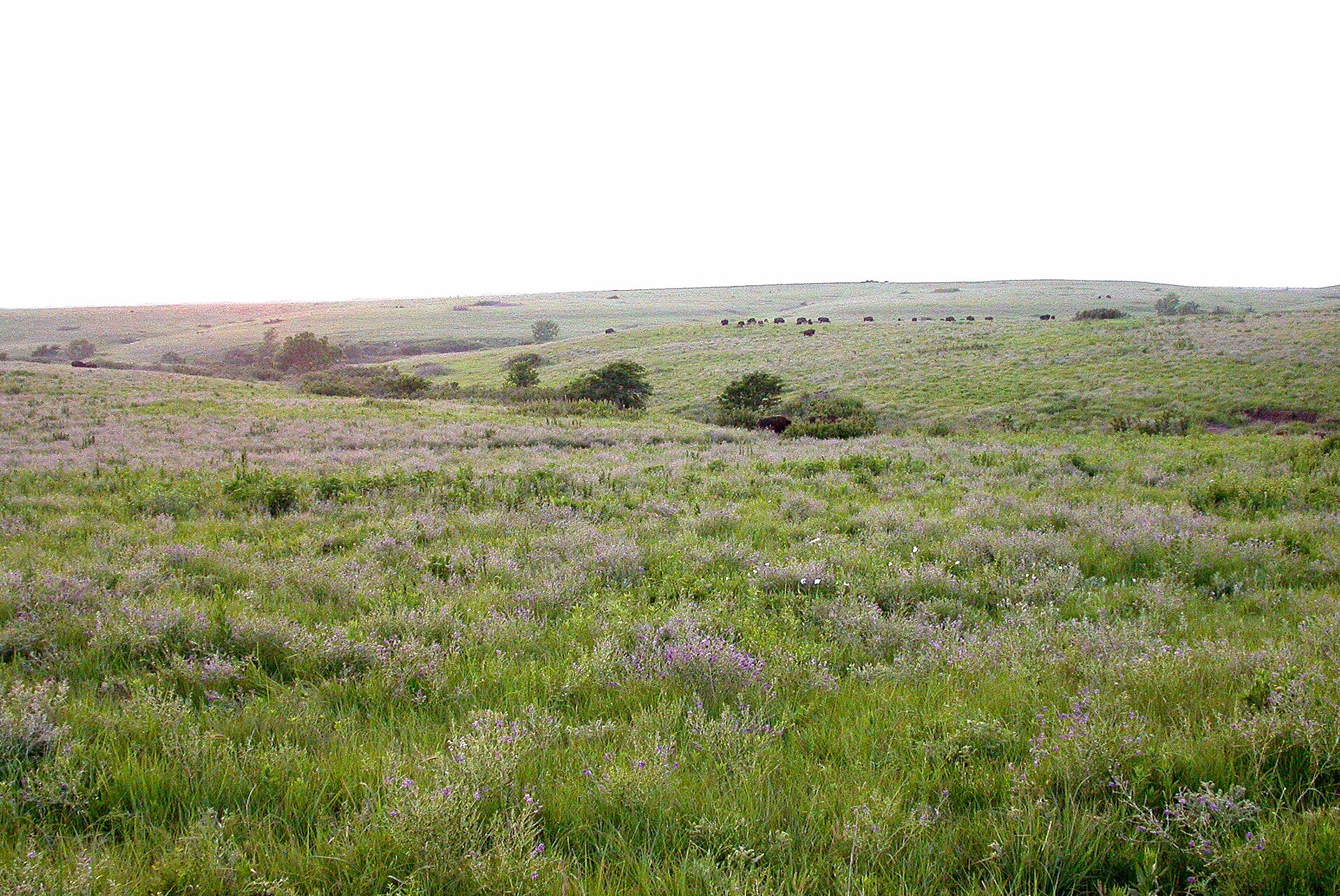 Konza1