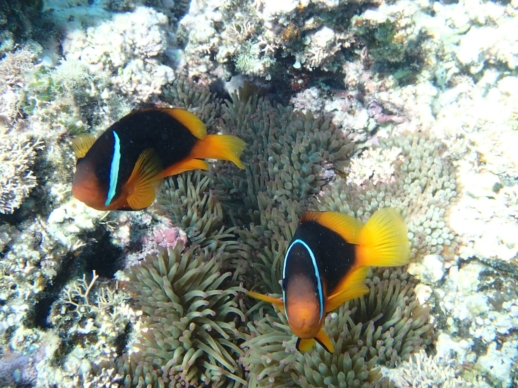 Ha’apai - view 7