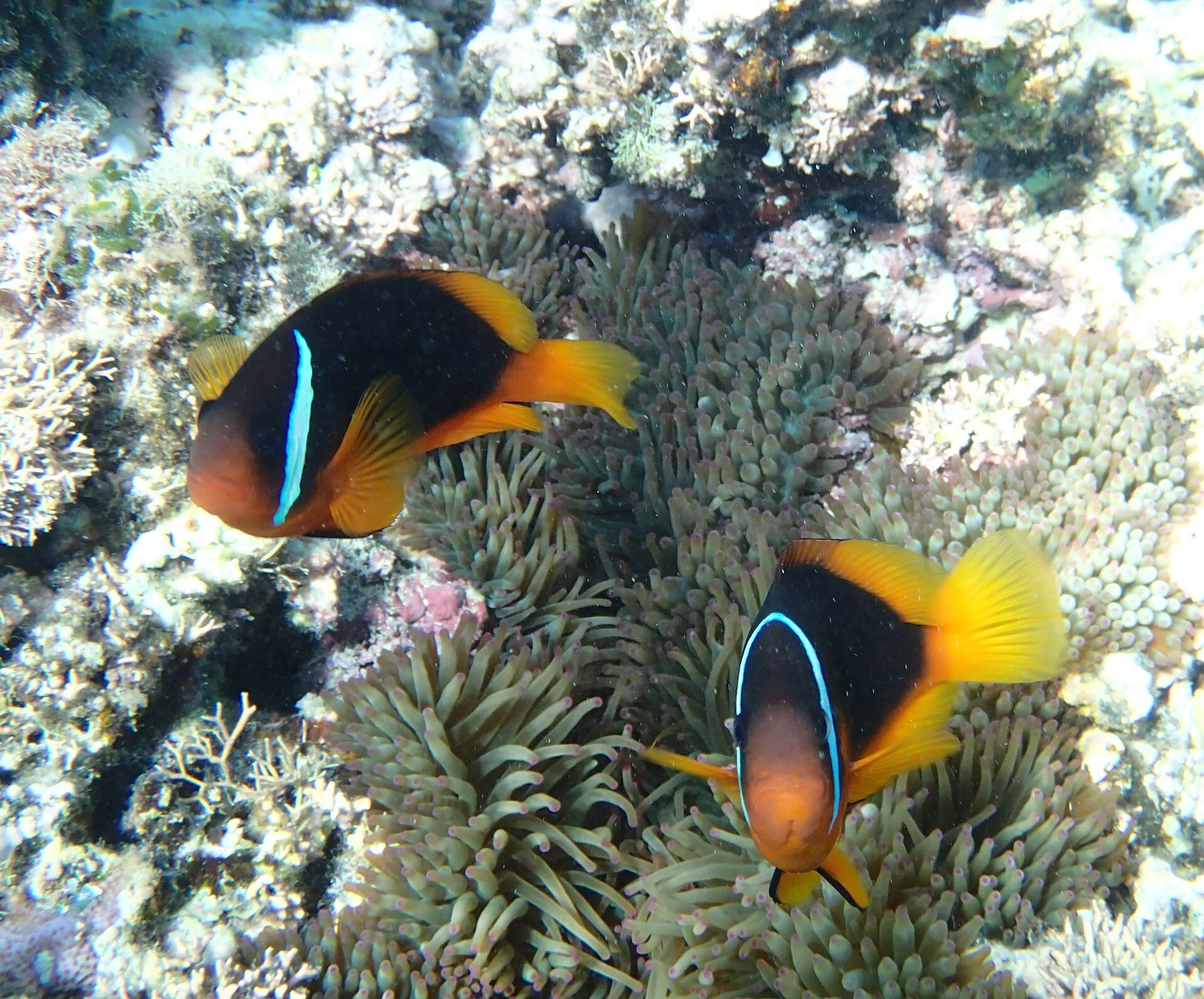 Ha’apai - view 8