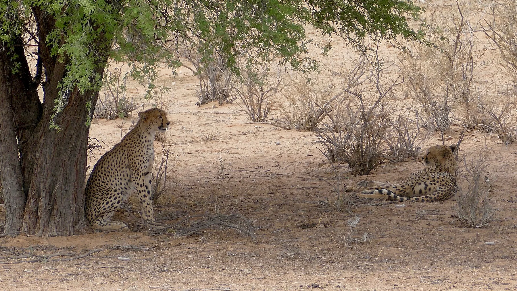 Kgalagadi - vedere 11