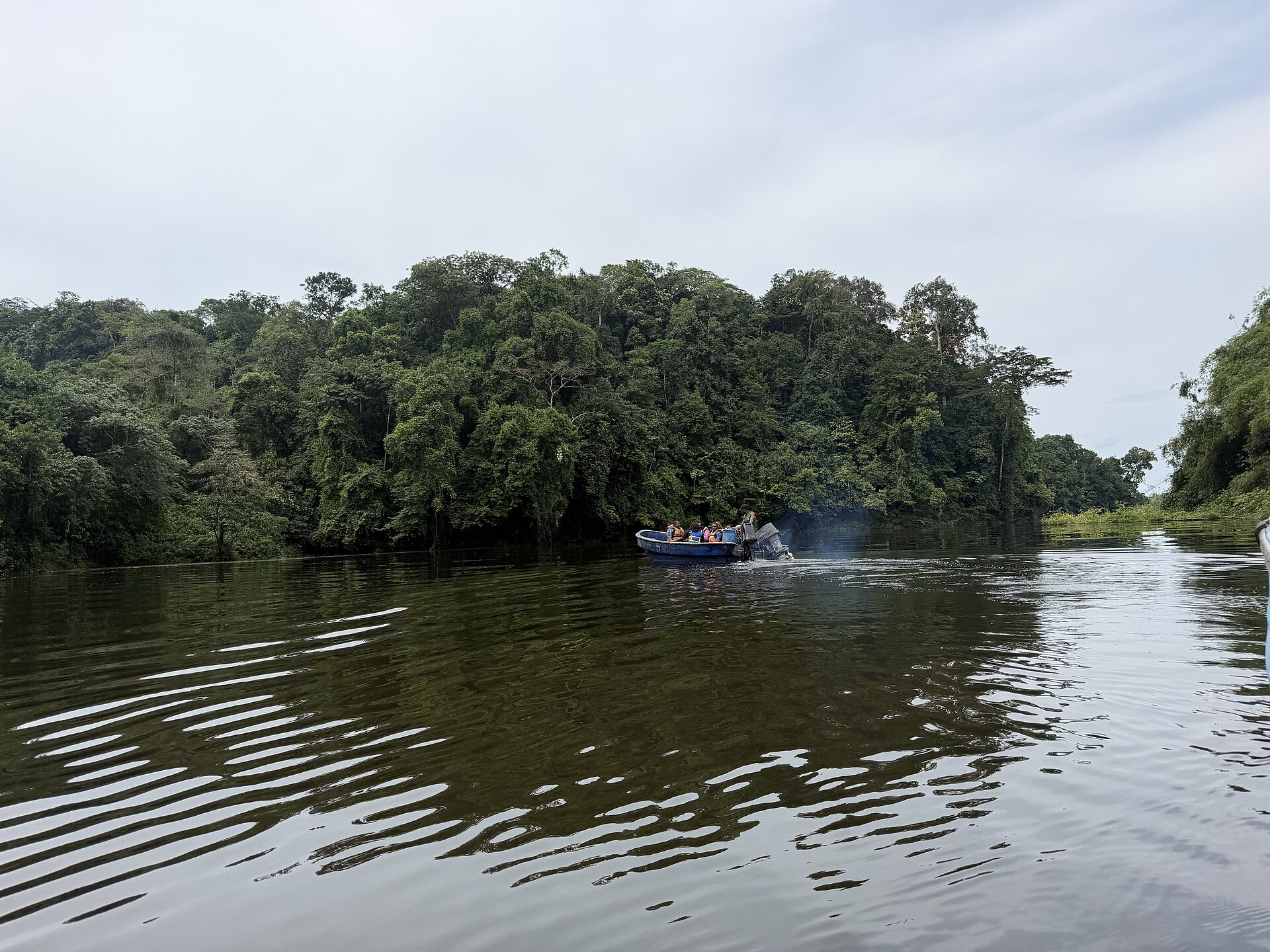 Mangroves on the Korup National Park Stretch 02