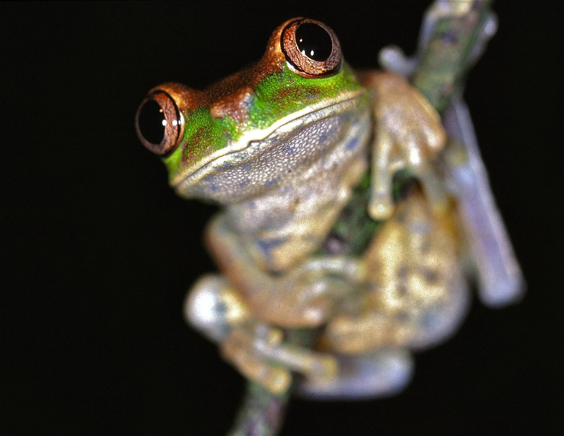Cameroon Forest Treefrog (Leptopelis brevirostris) (7691540530)