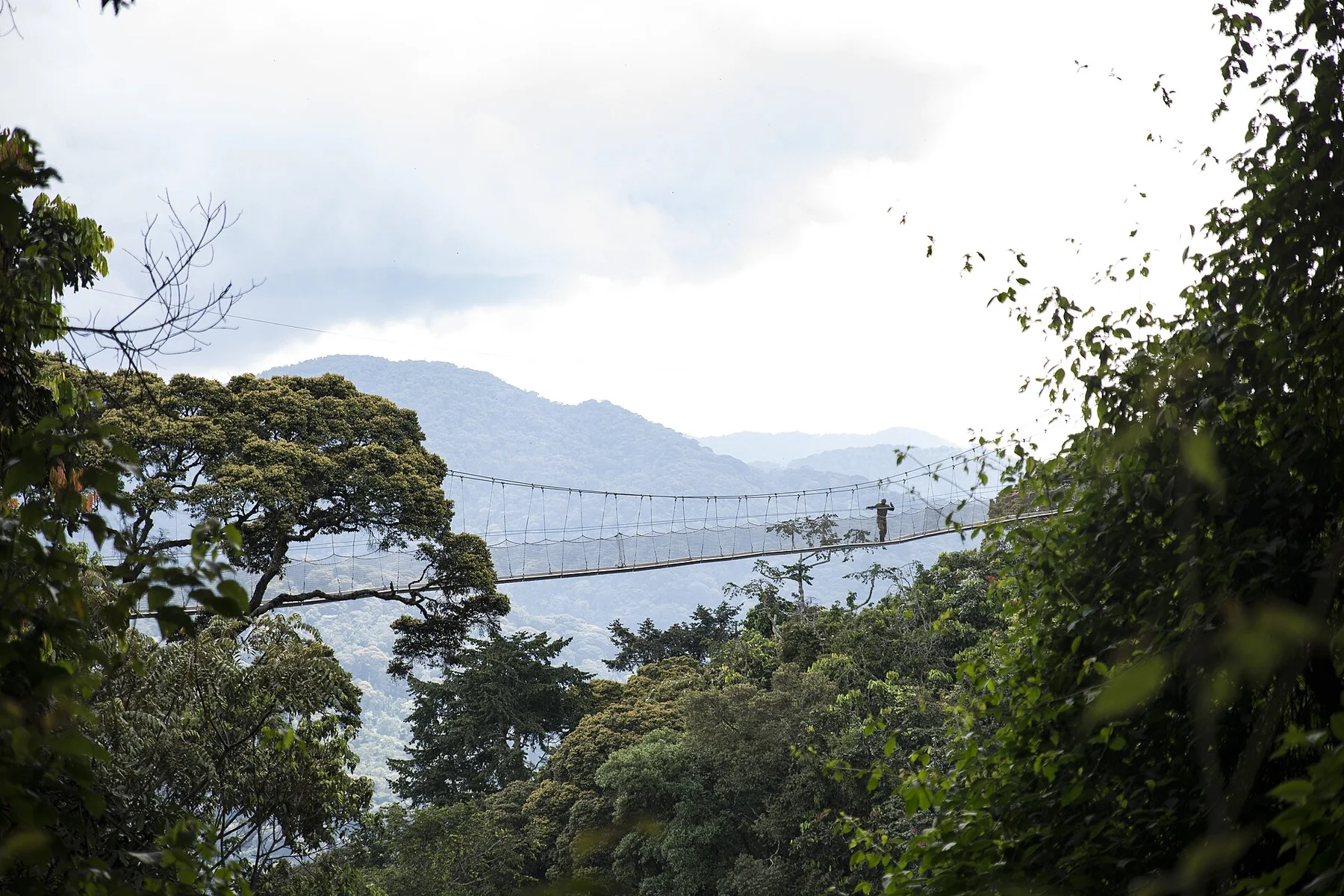 Pasarela prin coronamentul padurii Nyungwe