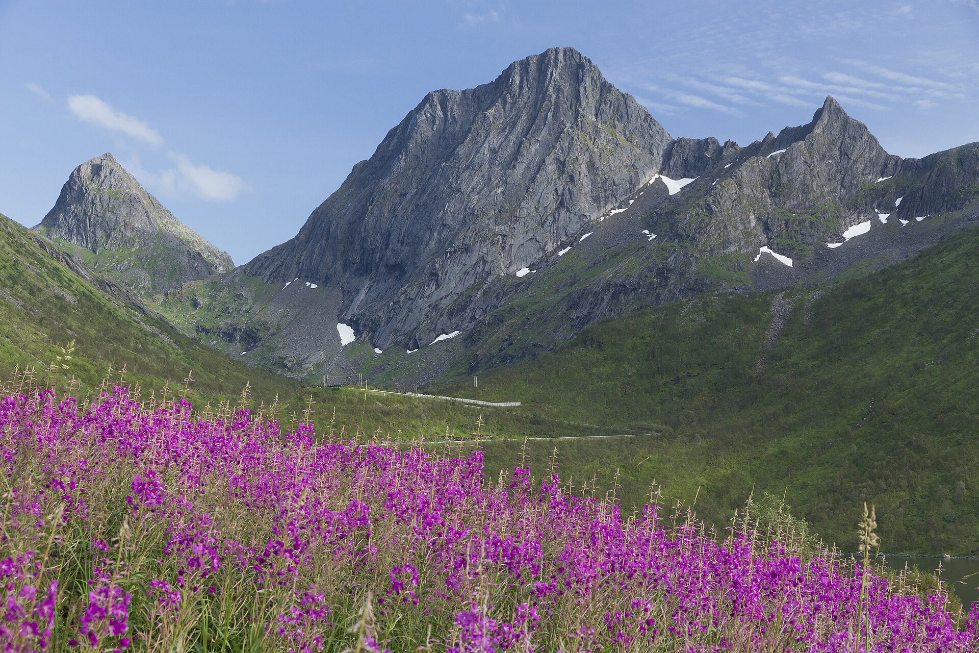 Rosebay willowherb and Stormoa Senja, Troms, Norway, 2014 August - 02