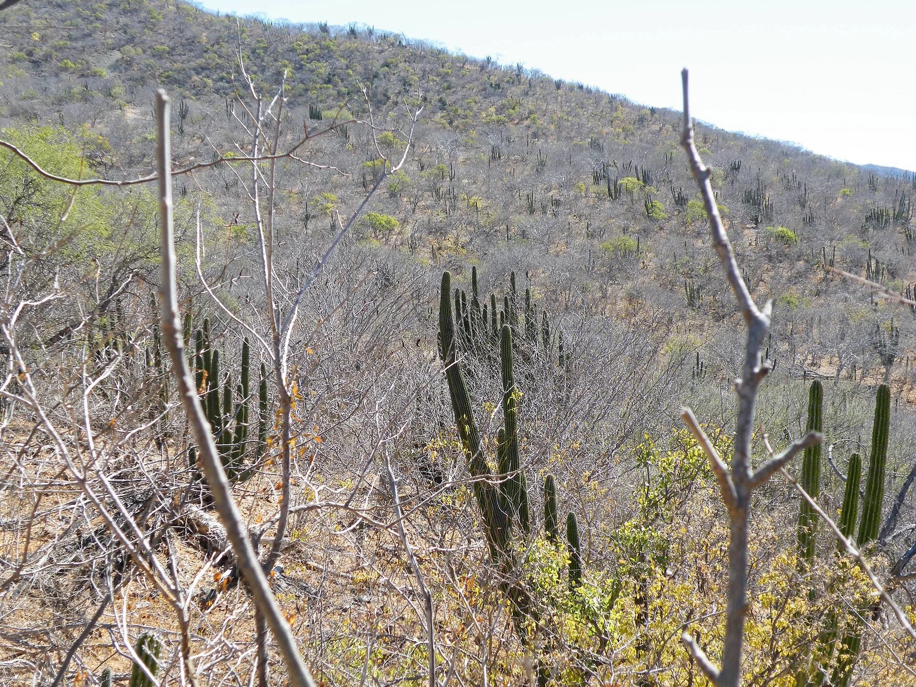 Sierra de la Laguna - vedere 10