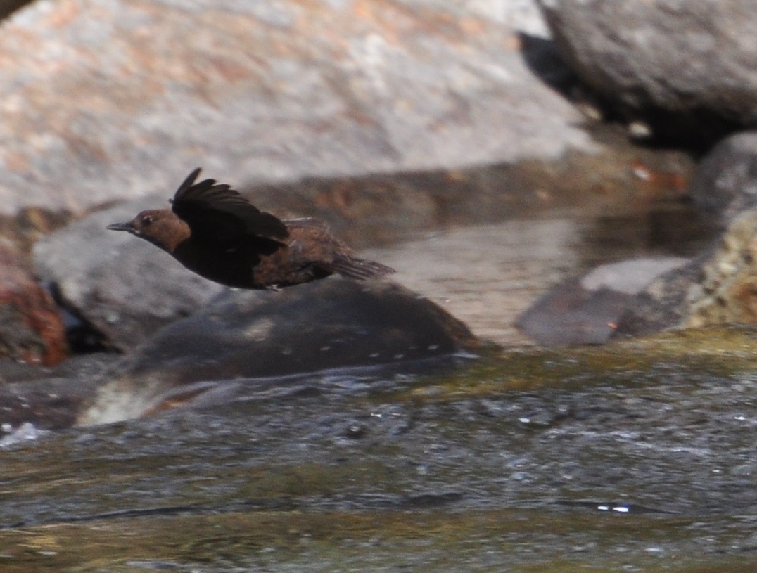 Brown Dipper Flight (Cinclus pallasii) HimachalPradesh India Apr 2018