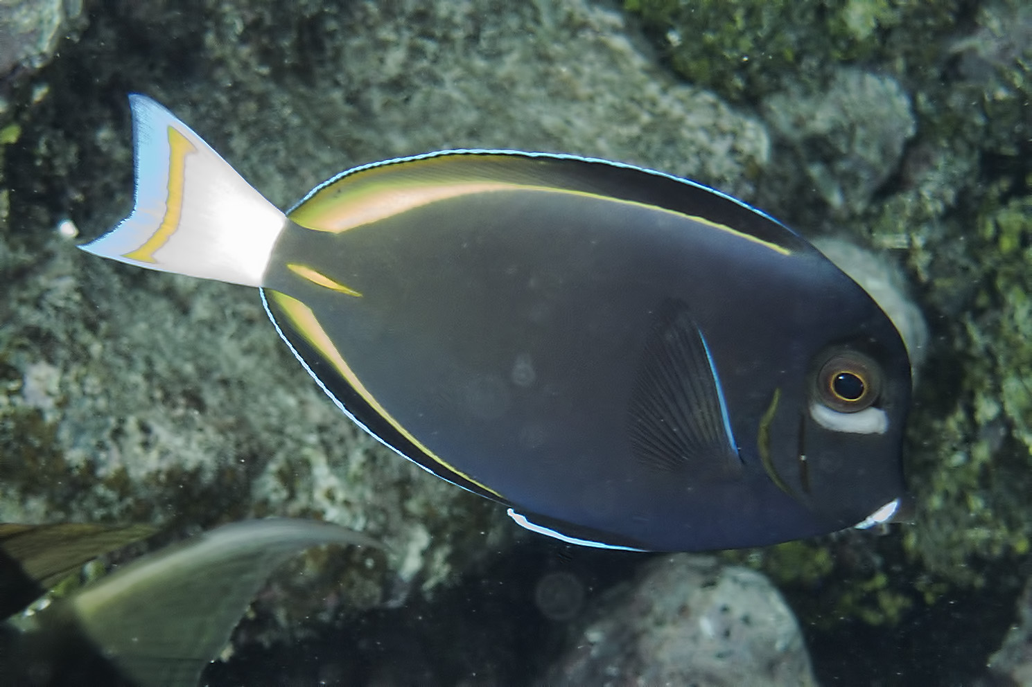 Whitecheek Surgeonfish, Acanthurus nigricans in Ulithi